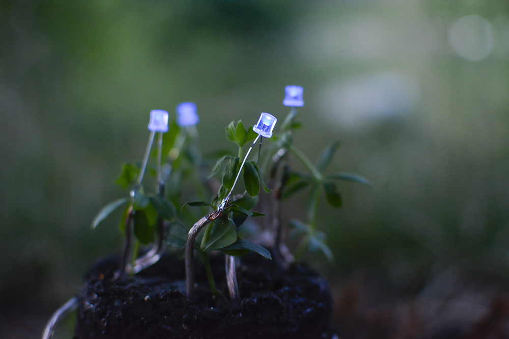 plant-lamp_julius-fuehrer_04.jpg