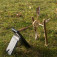 preview image for OUTSOURCING MY DOOMSCROLLING TO THE WIND