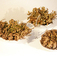 preview image of Rose of Jericho