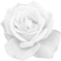 preview image of White Rose Web Movement