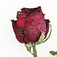 preview image of Rosa Inustus