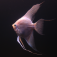 preview image of Internet Fish